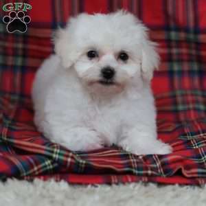 Gracie, Bichon Frise Puppy
